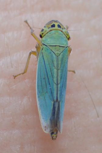 Cicadella viridis